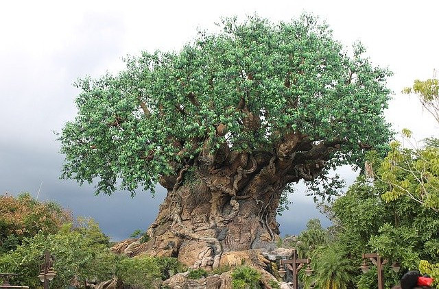 Animal Kingdom Tree of Life