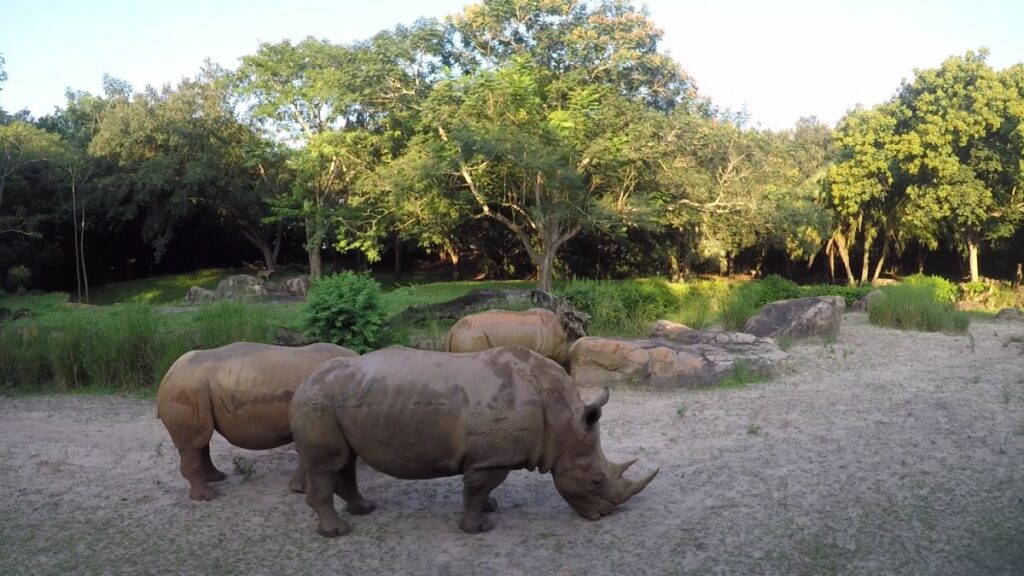 Kilimanjaro Safari Rhino