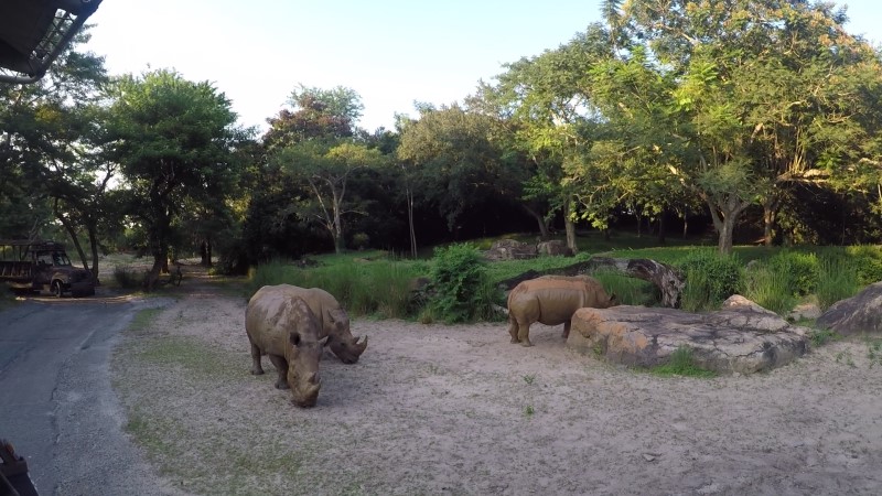 Rhino viewed on Safaris at Animal Kingdom