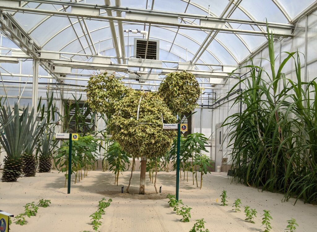 Mickey Topiary Living With the Land