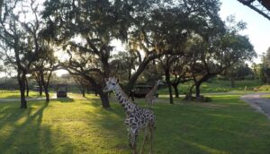 Animal Kingdom Kilimanjaro Safari